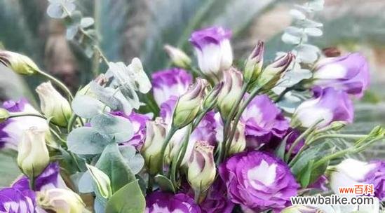 用花语传递心意与情感 无忧花花语的象征意义