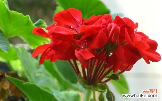 用花语传递心意与情感 无忧花花语的象征意义