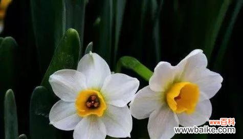 寓意深远的梧桐花 梧桐花的花语探秘