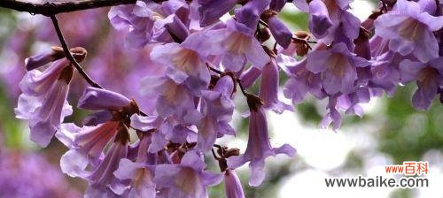 寓意深远的梧桐花 梧桐花的花语探秘