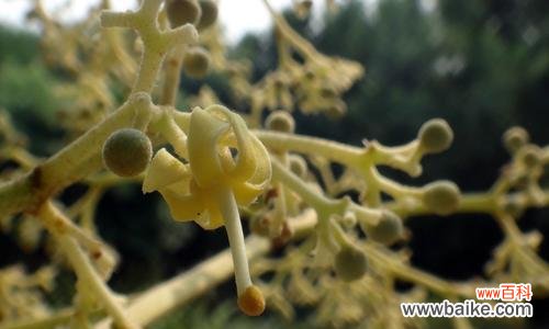 寓意深远的梧桐花 梧桐花的花语探秘