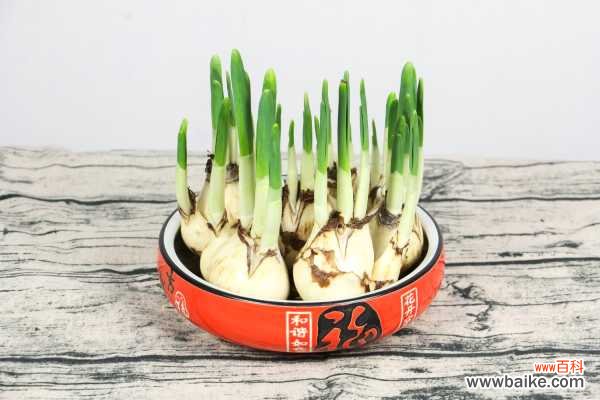 北方盆栽水仙不开花怎么办