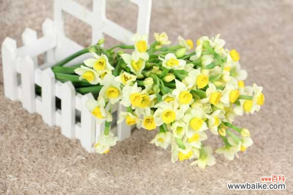 北方盆栽水仙不开花怎么办