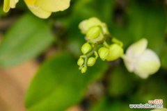 蝴蝶兰叶子褶皱变软怎么办，全掉了怎么办