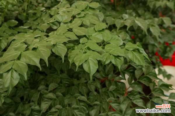 春天幸福树老是掉叶子怎么办