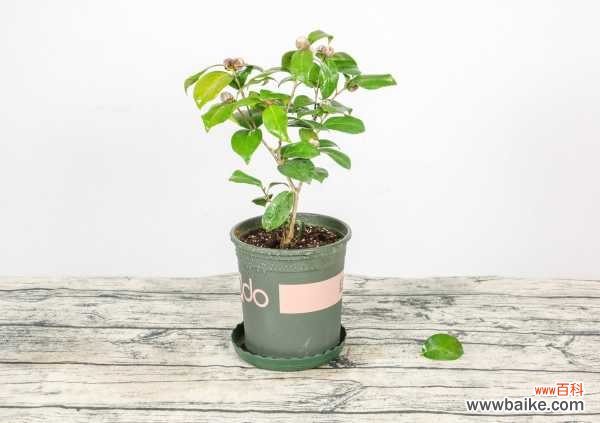 春天茶花掉叶子掉花怎么办