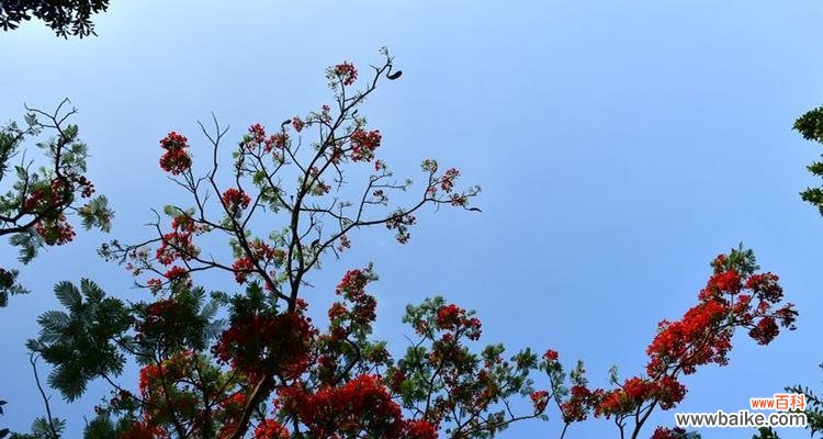 传承千年的吉祥树|风水学中的重要象征 梧桐树的寓意与风水