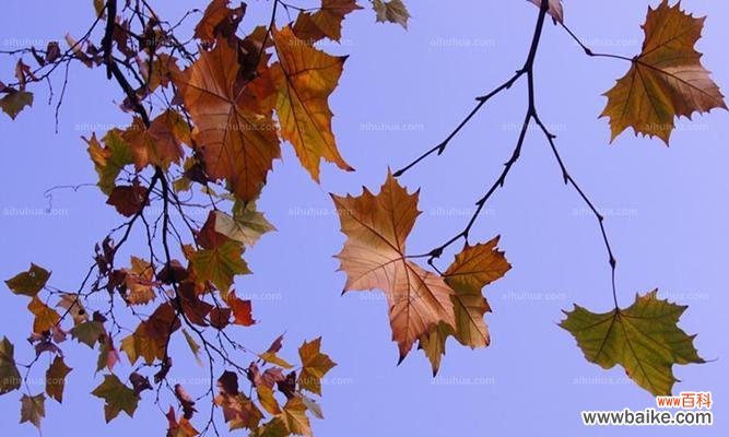 探寻梧桐树背后的生命智慧 梧桐树的寓意与人生哲理