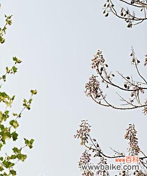 探寻梧桐树背后的生命智慧 梧桐树的寓意与人生哲理