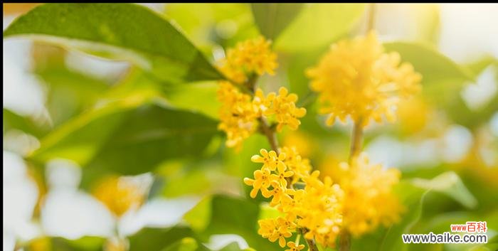 探寻梧桐树背后的生命智慧 梧桐树的寓意与人生哲理