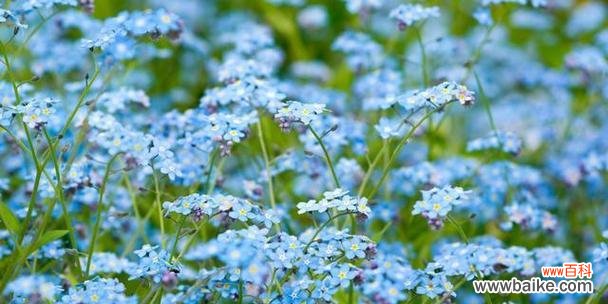 不忘初心 以勿忘草花语——永恒的记忆