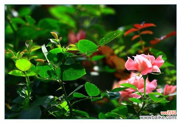 五月最具代表性的花卉及其美丽的传说 五月花卉盛开，迎接春天的绚烂