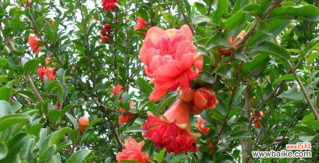 五月最具代表性的花卉及其美丽的传说 五月花卉盛开，迎接春天的绚烂