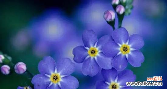 唤醒感情的五彩缤纷 不可忘却的花语