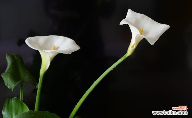 白色马蹄莲的花语和寓意是什么？