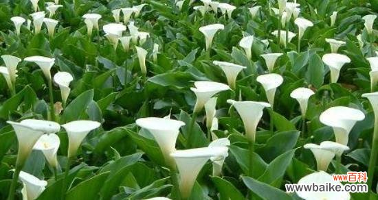 白色马蹄莲花语是什么？它代表的寓意有哪些？