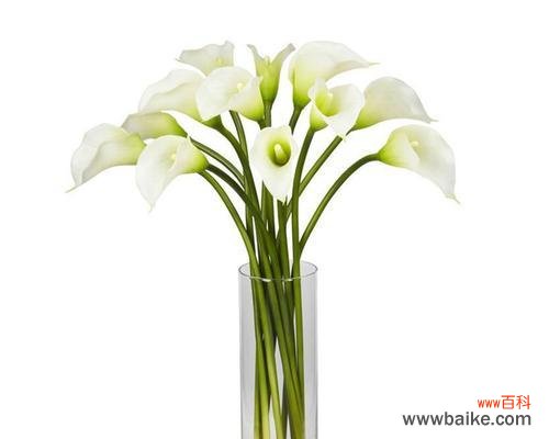 白色马蹄莲花语是什么？它代表的寓意有哪些？