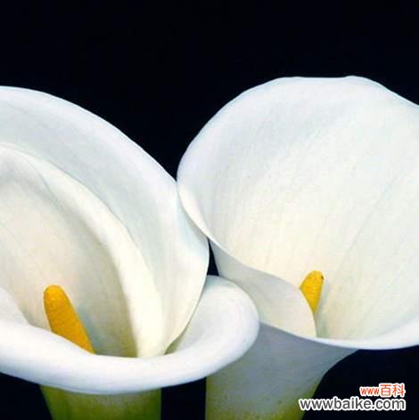 白色马蹄莲花语是什么？它代表的寓意有哪些？