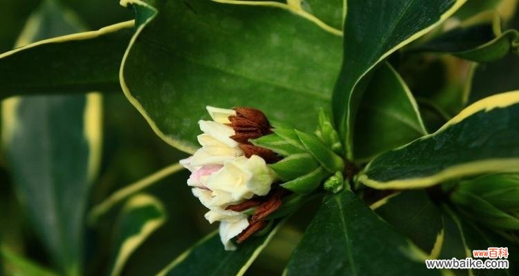 白色花代表什么意思?白色花卉的象征意义有哪些?