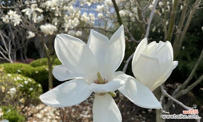 白色花代表什么意思?白色花卉的象征意义有哪些?