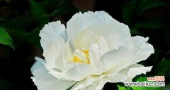 白色牡丹花象征什么？白色牡丹花的寓意有哪些？