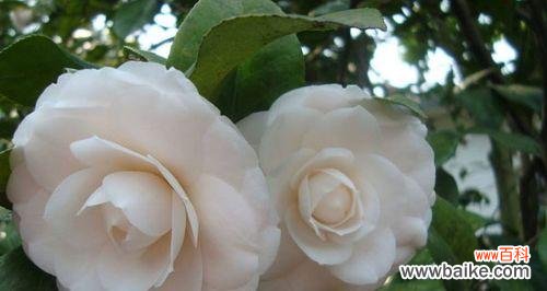 白色山茶花的花语含义是什么？如何解读其象征意义？