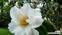 白色山茶花的花语含义是什么？如何解读其象征意义？