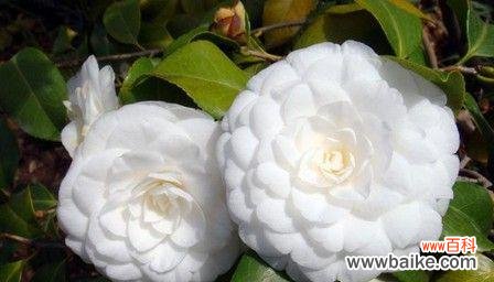 白色山茶花的花语是什么?它代表了哪些意义?