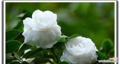 白色山茶花的花语是什么？它代表了哪些意义？