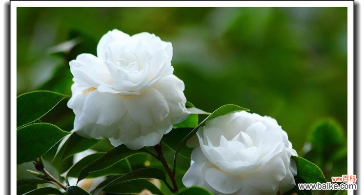 白色山茶花的花语是什么?它代表了哪些意义?