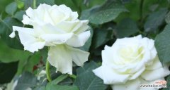 白色月季花代表什么意思？它的花语和象征意义是什么？