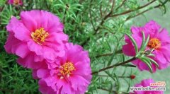 白太阳花代表什么意思？花语背后隐藏的含义是什么？