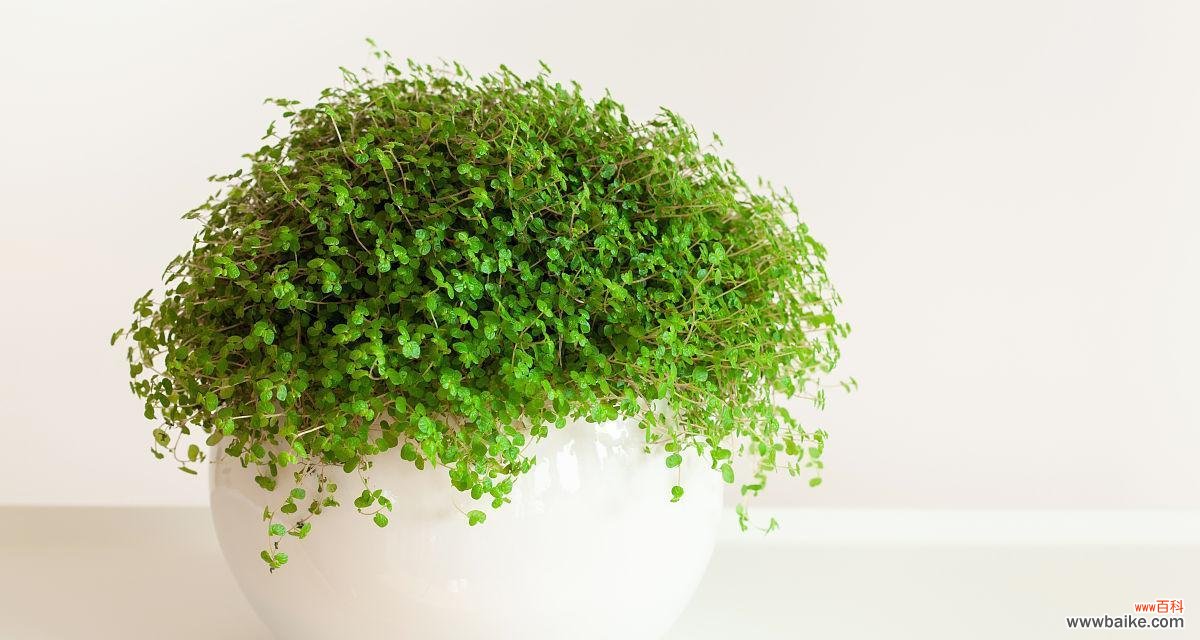 白太阳花代表什么意思?花语背后隐藏的含义是什么?