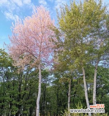 白杨树开花的样子和含义是什么?