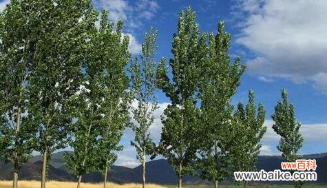 白杨树开花的样子和含义是什么?