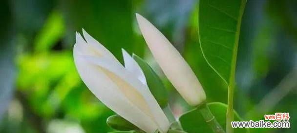 白玉兰花语是什么?它代表了哪些意义?