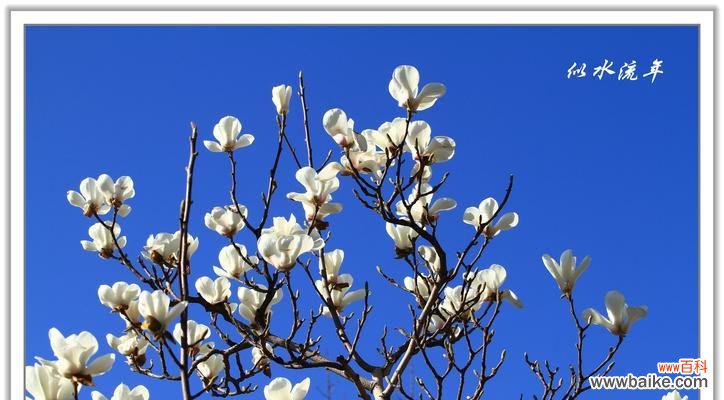 白玉兰的寓意和象征风水是什么？如何在家居风水中运用？