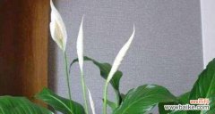 白掌的寓意和象征风水是什么？如何在家居风水中运用？