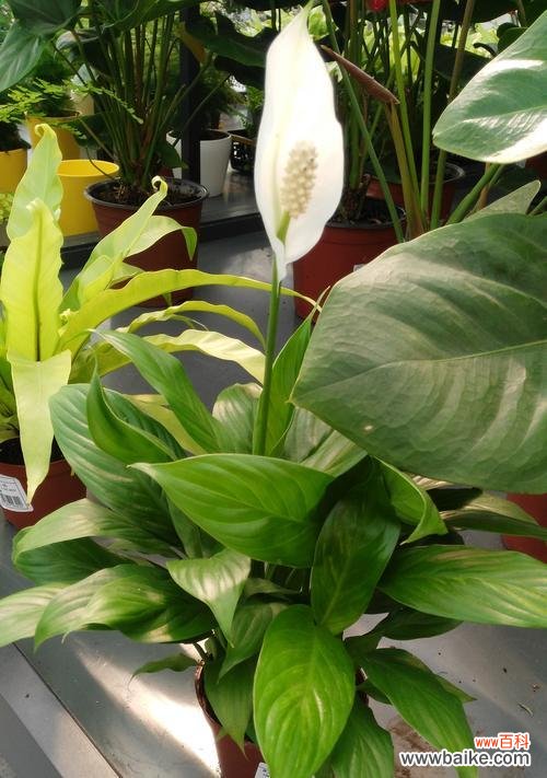 白掌花语象征与寓意是什么？如何正确解读白掌的花语？