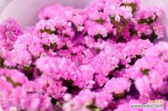 勿忘我叶子发黄怎么办