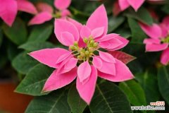 一品红虫害及防治办法