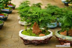 文竹枝干发黄能救活吗