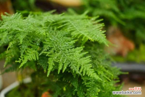 文竹枝枯病和黄化病的防治方法