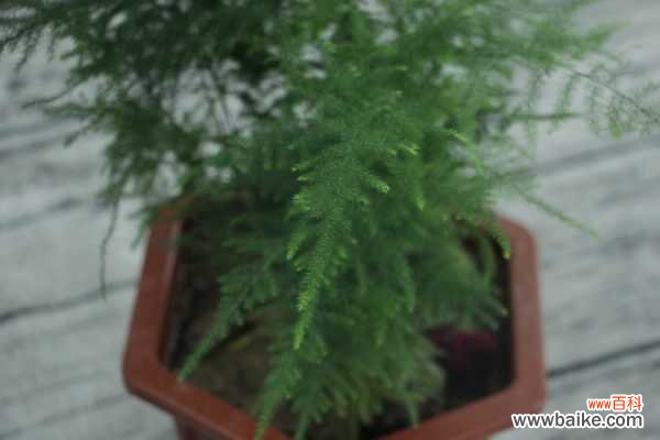 文竹枝枯病和黄化病的防治方法