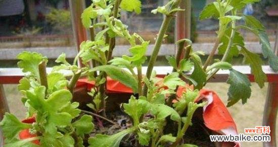 养菊之道,一招致胜 如何正确浇水盆栽菊花