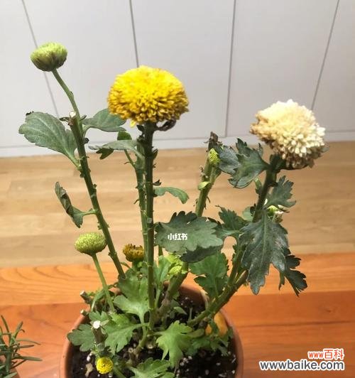 养菊之道,一招致胜 如何正确浇水盆栽菊花