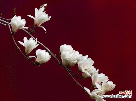 种植技巧、养护方法、常见问题 白玉兰花养殖全攻略