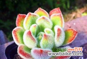 以阳光与水分为基础,打造健康的多肉植物世界 多肉锦司晃的完美养殖方法