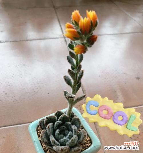 以阳光与水分为基础,打造健康的多肉植物世界 多肉锦司晃的完美养殖方法