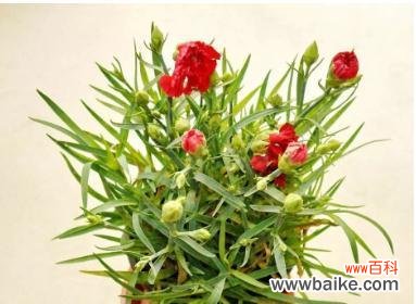 从生长环境到养护细节，全面解析康乃馨花的养殖技巧 康乃馨花的家庭养法